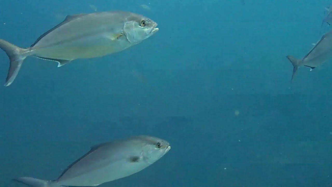 Sarıkanat (Seriola)