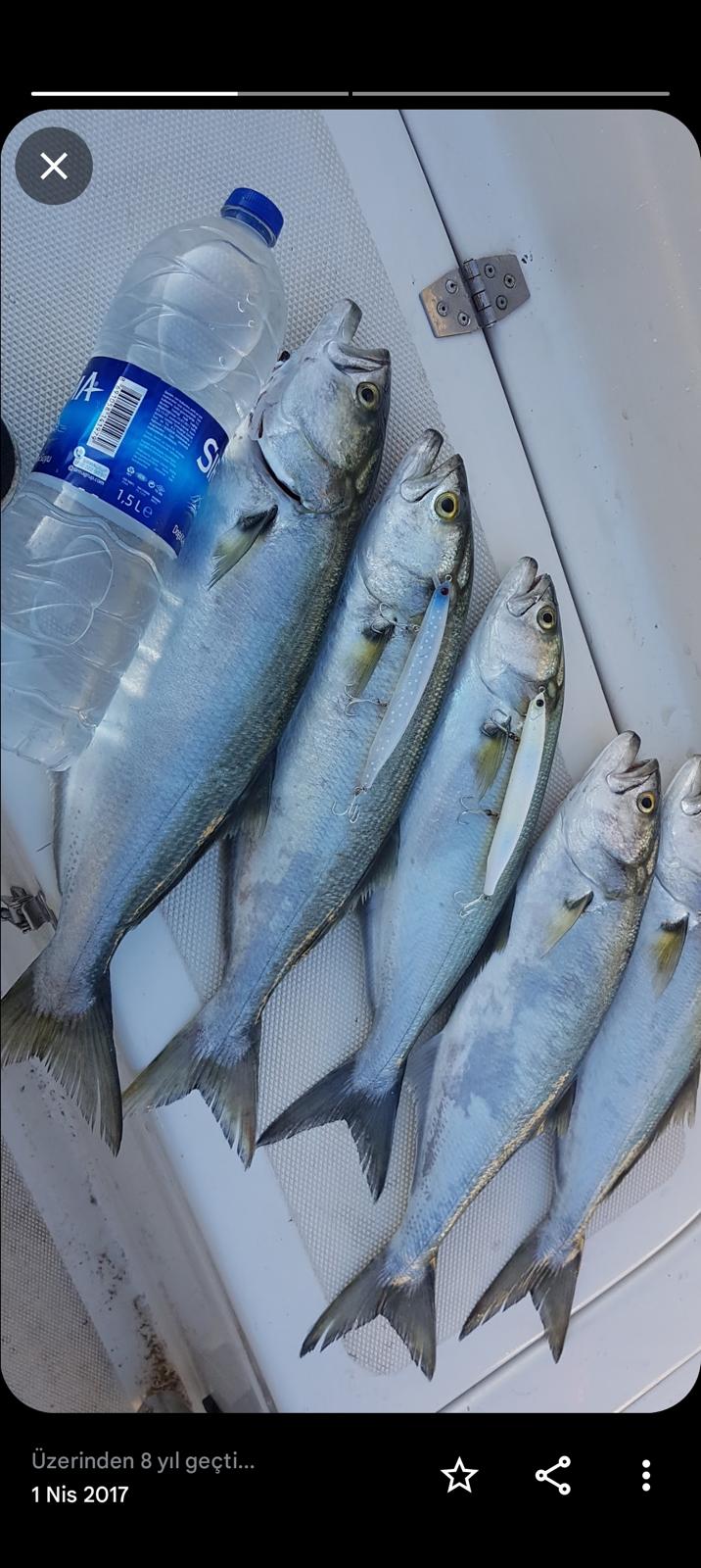 Yakalanan renkli Akdeniz balıkları